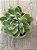 Echeveria strange peak - Imagem 3