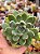 Echeveria strange peak - Imagem 1