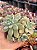 Echeveria cheesecake - Imagem 1