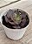 Echeveria parvati - Imagem 2