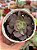 Echeveria parvati - Imagem 1