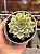 Graptoveria margareth reppin variegata - Imagem 1