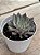 Echeveria xSpirita - Imagem 2