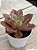 Echeveria firework - Imagem 2