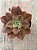 Echeveria firework - Imagem 3