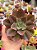 Echeveria firework - Imagem 1