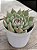 Echeveria chihuahuensis yecora - Imagem 3