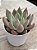 Echeveria pena - Imagem 2