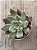 Echeveria pena - Imagem 3