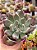 Echeveria pena - Imagem 1
