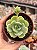 Echeveria pudgy - Imagem 1
