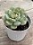 Echeveria pudgy korea - Imagem 2
