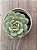 Echeveria pudgy korea - Imagem 3