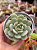 Echeveria pudgy korea - Imagem 1