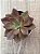 Echeveria moranii x xichuensis - Imagem 3