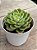 Echeveria hami melon - Imagem 2