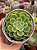 Echeveria hami melon - Imagem 1