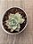 Echeveria larega - Imagem 3