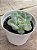 Echeveria ice green - Imagem 2