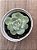 Echeveria ice green - Imagem 3