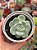 Echeveria ice green - Imagem 1
