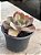 Echeveria chantilly variedade - Imagem 2