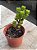 Crassula green pagoda - Imagem 2