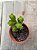 Crassula green pagoda - Imagem 3