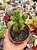 Crassula green pagoda - Imagem 1