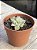 Echeveria suloa variegata - Imagem 2