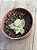 Echeveria suloa variegata - Imagem 3