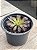 Aeonium snow girl - Imagem 3