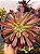 Aeonium snow girl - Imagem 2