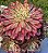 Aeonium snow girl - Imagem 2
