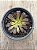 Aeonium snow girl - Imagem 4