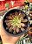 Aeonium snow girl - Imagem 1