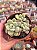 Graptosedum miul - Imagem 1