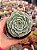 Echeveria red velvet - Imagem 1