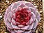 Echeveria red velvet - Imagem 2