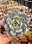 Echeveria monroe - Imagem 1