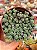 Sedum lilac moud - Imagem 1