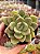 Echeveria avocado cream - Imagem 1