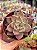 Echeveria honey pink - Imagem 1