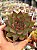 Echeveria red ebony - Imagem 1