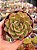 Echeveria pink champagne - Imagem 1