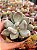 Pachyphytum glutinicaule - Imagem 1