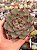 Echeveria fire pillar - Imagem 1