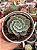 Echeveria Imbricata híbrida (sem raiz) - Imagem 1