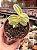 Tradescantia sillamonata variegata - Imagem 1