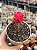 Kalanchoe spider - Imagem 1